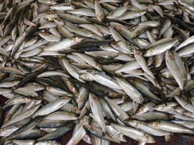 В этом году в Северном бассейне рыбаки выловили уже 182 000 тонн рыбы и морепродуктов