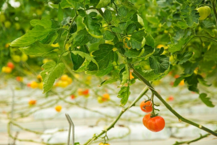 Хитрые садоводы пасынки томатов срезают, но не выбрасывают: Вот что из них можно сделать — эффект сразит наповал