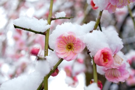 Даже сильные заморозки не страшны: спасти плодовые деревья после замерзания поможет этот раствор — экстренная реанимация культур