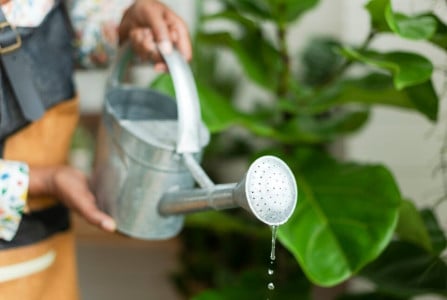 Слушаю всегда советы бабушки-садовницы: вовсе не отходы, а ценная вода для полива цветов — куда ни глянь — одни бутоны