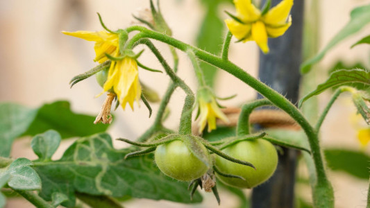 Не спешите выдёргивать замёрзшие томаты: проведите эту манипуляцию и спасите растения — урожаю быть