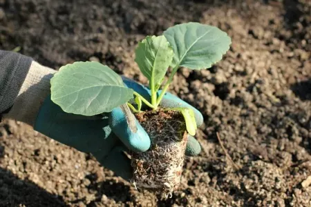 Белокочанная капуста быстро приживётся: названы благоприятные сроки высадки рассады в открытый грунт — растения не будут болеть