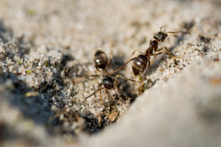 Рассыпаю по всему участку эту жгучую специю: вездесущие муравьи мигом скрываются у соседей — и это ещё не вся польза
