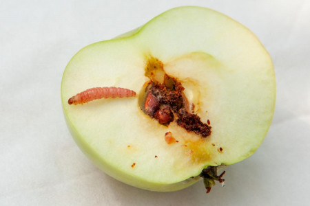 Ни единого червивого яблока: обработайте яблоню настоем из этой травы — плодожорка сгинет бесследно