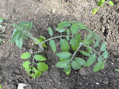 Заряжаем томаты на хороший урожай: вот что нужно сделать при высадке рассады томатов в теплицу — советы садовода со стажем