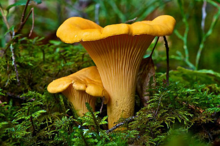 Мурманчан могут оштрафовать за сбор грибов