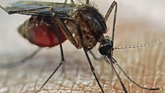Надоедливая мошкара больше не будет лезть в глаза: нанесите это копеечное средство — комары и другие кровососы и близко не подлетят