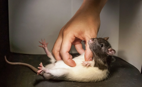 Происхождение неизвестно: В Испании десятки людей впервые подхватили страшную болезнь от крыс — медики бьют тревогу