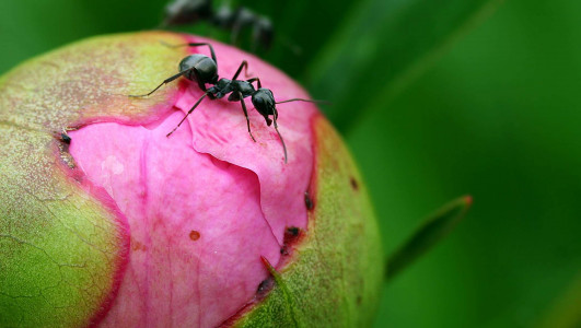 Лучшая защита пионов от муравьёв найдена: достаточно воспользоваться этими хитростями — вредитель покинет участок навсегда
