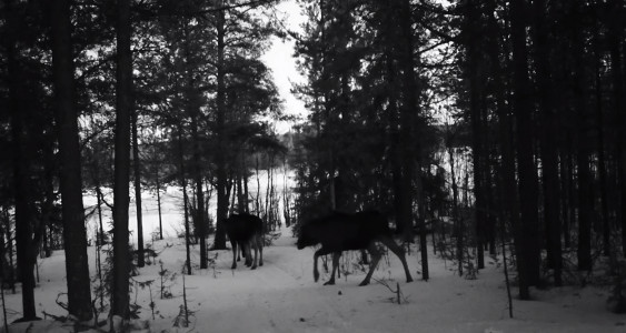 Сразу три лося попались на фотоловушку в Мурманской области
