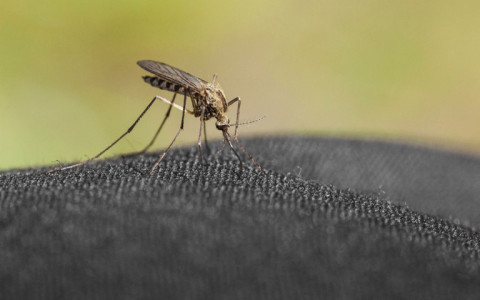 Чтобы не кусали: как правильно использовать и наносить средства от комаров — совет дал врач-аллерголог Быков