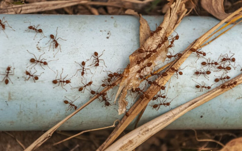 Раскидываю по муравейнику — утром ноль следов вредителей: вот какие 2 средства смешиваю — старинный рецепт