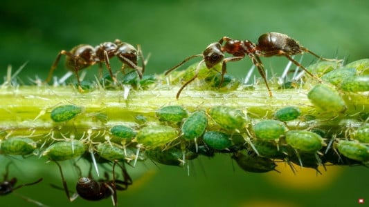 Муравьи и тля гибнут целой колонией: Дед-дачник поливал муравейник этим мутным раствором — сначала удивлялись, теперь делаем так же