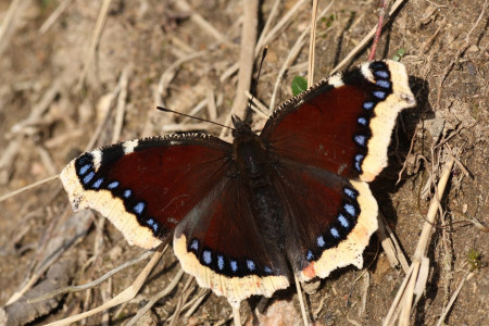 На юге Мурманской области заметили редкую бабочку
