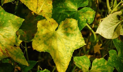 Листья огурцов пожелтели после высадки в грунт: Агроном назвала вескую причину — это вовсе не солнце