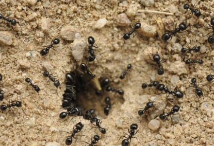 Не сорняк, а яд для муравьев: заливаю муравейник этим дармовым настоем — удирают галопом, побросав даже «куколок»