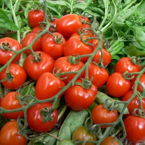 В бочку насыпаю траву и через 5 дней получаю суперудобрение: томаты растут великолепно — ничего специально покупать не надо