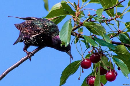 Отвадите птиц от вишни и малины на раз — даже с «голодухи» не подлетят: простой и действенный лайфхак от агронома