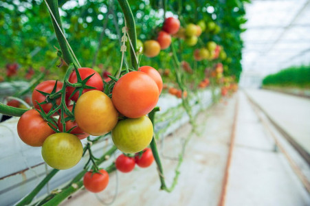 Первая подкормка томатов после пересадки должна быть такой: урожая станет в 10 раз больше, если разведете это средство — стимулятор для почвенной микрофлоры