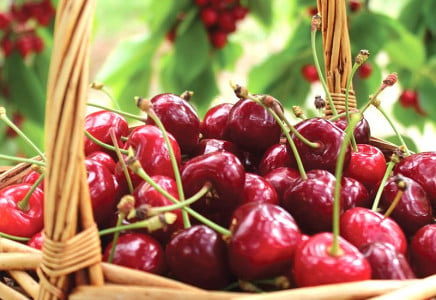 Вишня даст небывалый урожай крупных сладких ягод: агроном Давыдова назвала 3 лучшие подкормки — не забудьте внести в мае, августе и октябре