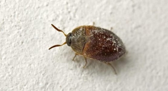 Летом в Мурманской области начнётся поиск опасного жука-вредителя