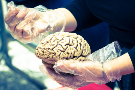 Вечно молодой: Учёные заявили о разработке нового метода криогенной заморозки мозга