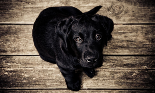 Летальность 98%: ветеринар рассказала о смертельной болезни собак, которую переносят клещи