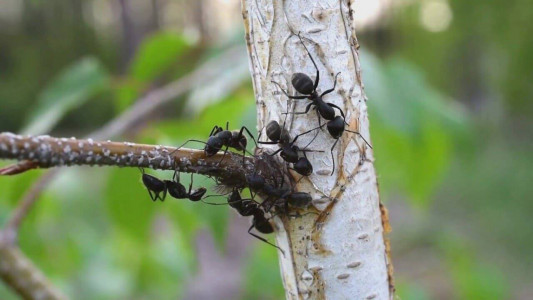 Дармовое средство уничтожит муравьёв сотнями: Просто кладём это у муравейника в мае — способ хитрых огородников