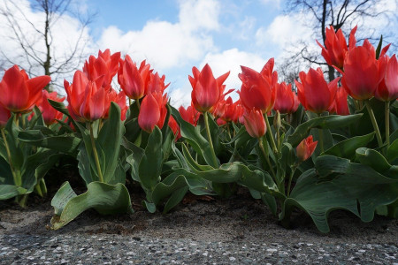 Тюльпаны на следующий год выстрелят бутонами: сразу после цветения проведите эти манипуляции — 100% гарантия успеха