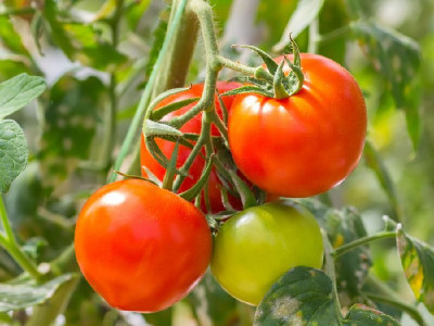 3 правила ухода за помидорами: Секрет обильного урожая томатов в правильном подборе удобрений — совет тимирязевца Давыдовой