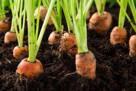 Высаживаю морковь без прореживания: беру один важный предмет и собираю урожай без хлопот
