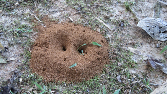 Вечером, когда все муравьи в сборе, обдаю муравейник пахучим настоем — к утру всей колонии как не бывало