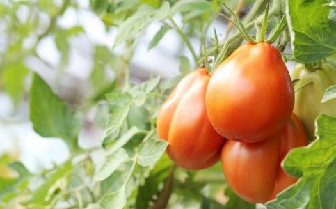 Подкормка из 3 ингредиентов сотворит с томатами чудо: сделайте ее в июне и не будете знать бед с урожаем — появится океан завязей, а стебли не вытянутся