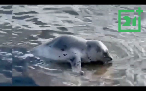 Тюлень выплыл поздороваться с жителями Мурманской области