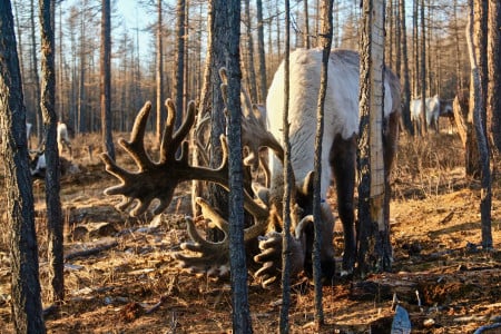 В Мурманской области объявили закрытие весеннего сезона охоты