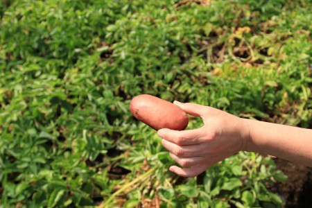 Плодожорки, совки и проволочник покинут дачу вмиг: Просто поливаю землю этим мутным раствором в мае — дармовой способ спасёт урожай картошки