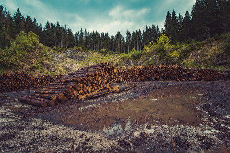 Прокуратура пресекла незаконную вырубку деревьев предпринимателем в Мурманской области — детали