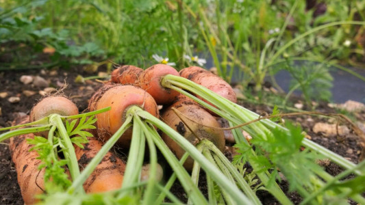 Морковь вырастет крупной и ровной: после появления всходов обязательно проведите эти золотые процедуры — залог богатого урожая