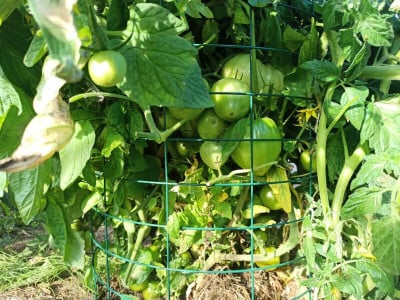 Сосед-агроном собирает прохудившиеся ведра: думали, на металлолом, оказалось в огород — томаты на его грядках прут как танки