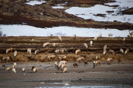 Уникальные кадры: в Мурманске засняли северных оленей