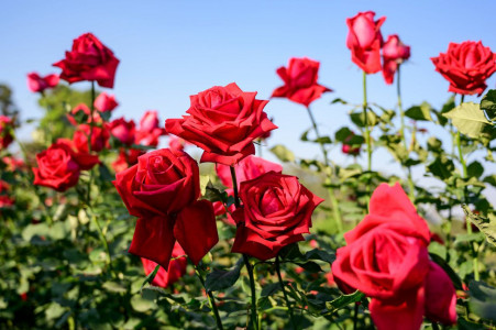 Погубят садовую красавицу: Эти растения нельзя высаживать рядом с розами — предупреждает Ксения Давыдова