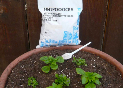 Сернокислая, сульфатная или фосфоритная: Агроном Давыдова рассказала, как подобрать «правильную» нитрафоску для огурцов, помидоров и перцев — подойдет не любая