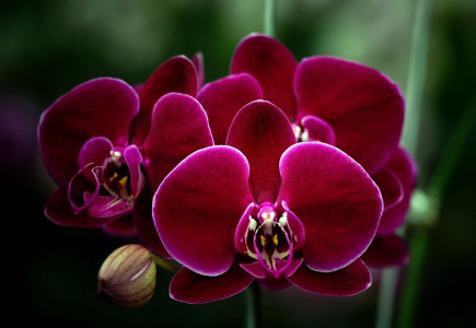 Всего лишь смена места — и любая орхидея начнёт «выстреливать» бутонами: такого цветения не добиться с помощью подкормок