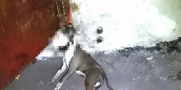 «Решил наказать»: убийца собаки в Североморске назвал причину своего поступка