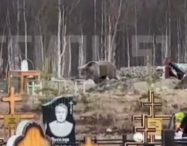 Соцсети: по кладбищу в Кировске ходит медвежонок