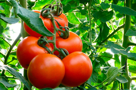 Ушлые дачники подвязывают кусты помидоров именно так: это способствует увеличению урожайности — даже подкормок не нужно