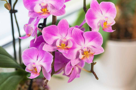 Шоковая терапия: Орхидея мгновенно выпустит десятки бутонов — агроном Давыдова поделилась секретным методом