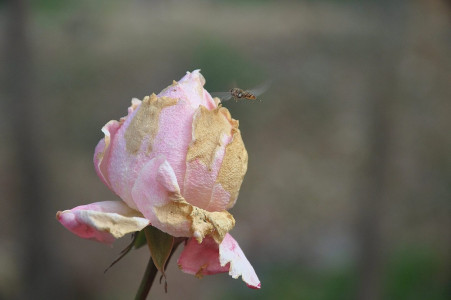 Бутоны розы не раскрываются и гниют: агроном со стажем рассказала, как справиться с напастью — медлить нельзя