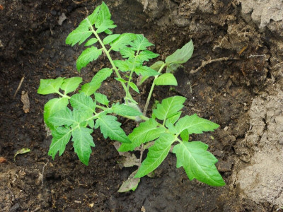 Ещё успеете спасти растения: при появлении белых пятен на листьях помидоров и перцев сделайте это — хитрость для сохранения урожая