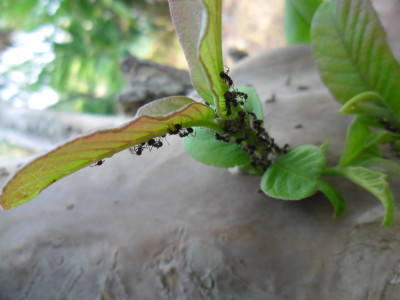 Не сорняки, а клад: от муравьев избавитесь с первого раза — этот дармовой состав обеспечит невероятный результат, вредители убегут галопом